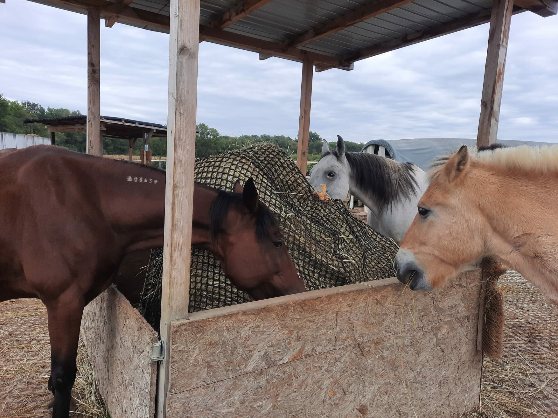 Österreichischer Tierschutzverein- Happy Ends: Burhalem