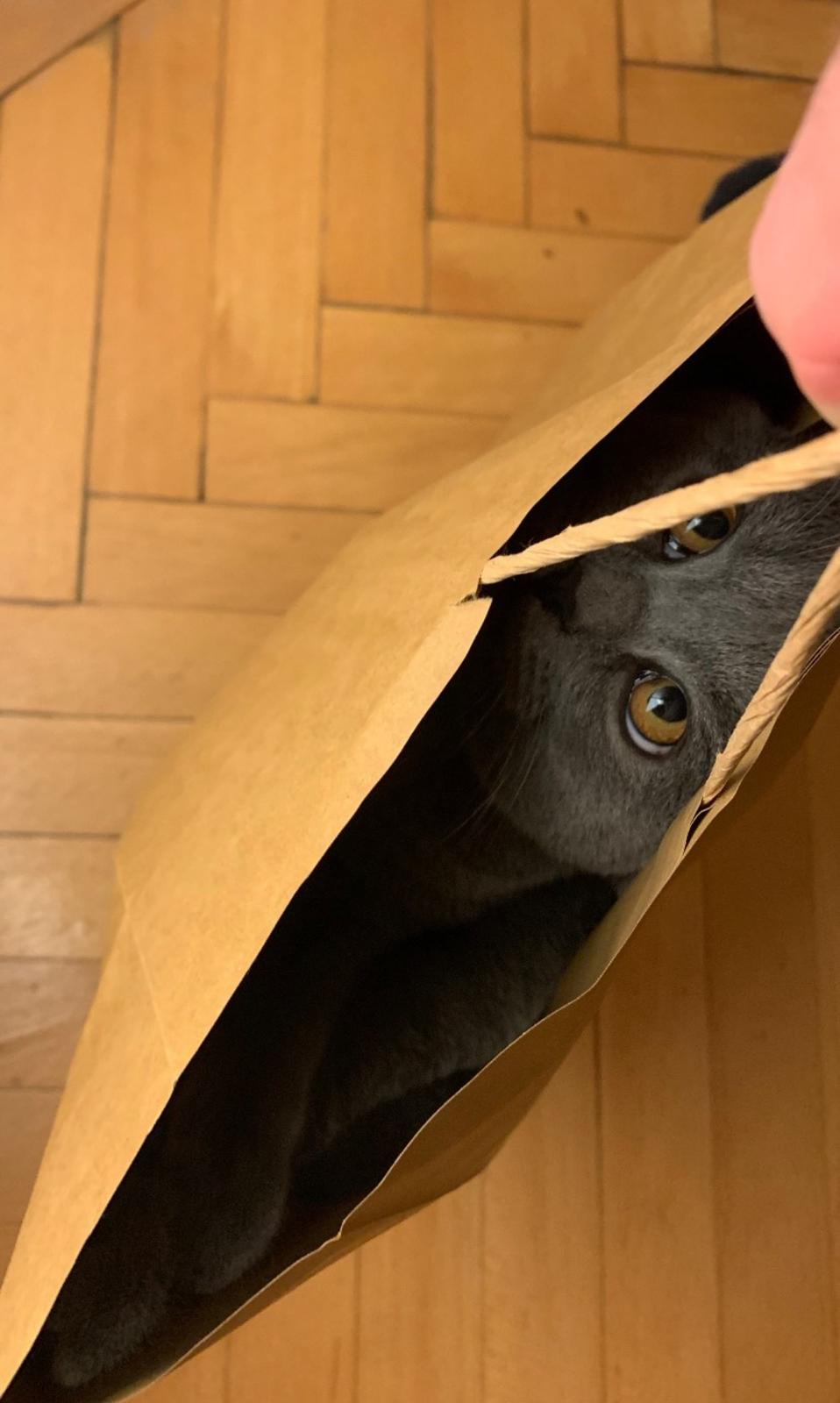 Österreichischer Tierschutzverein-Happy Ends: Merlin