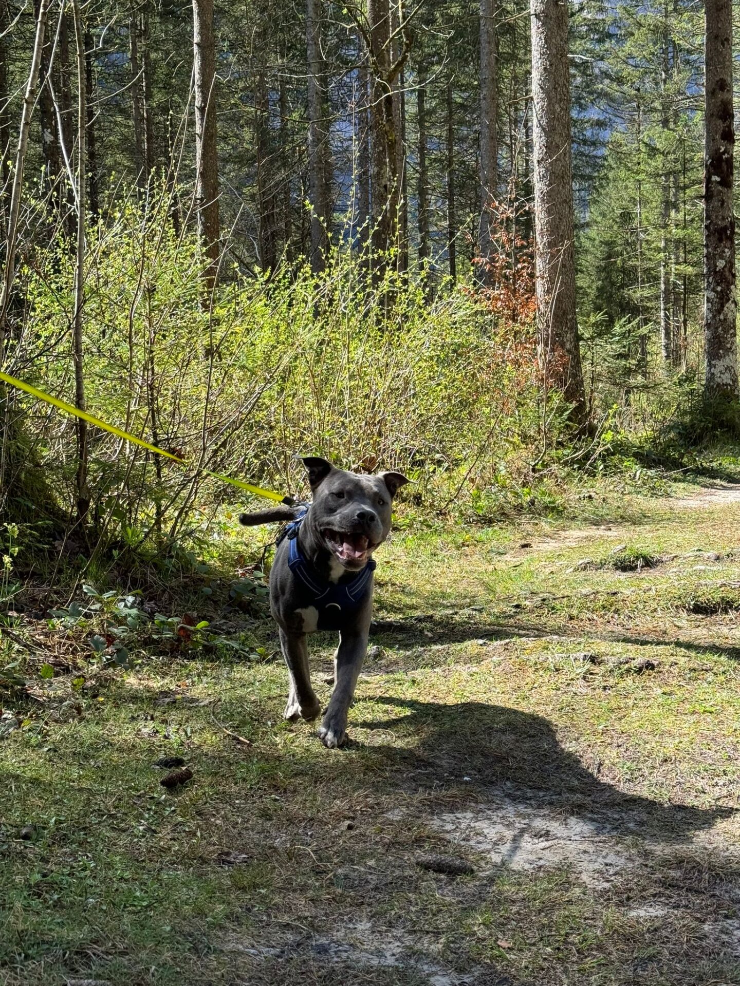 Österreichischer Tierschutzverein-Happy Ends: Tobi