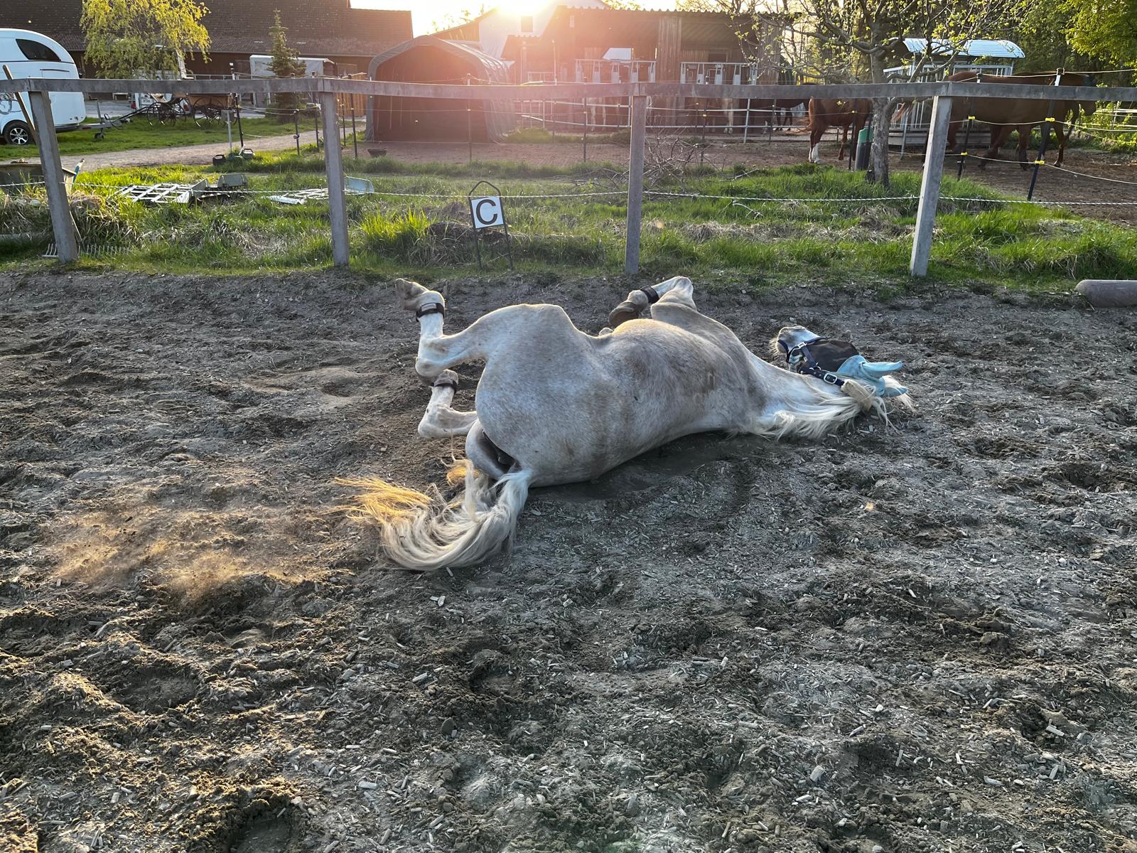 WhatsApp Image 2024 04 17 at 14.08.55 Österreichischer Tierschutzverein