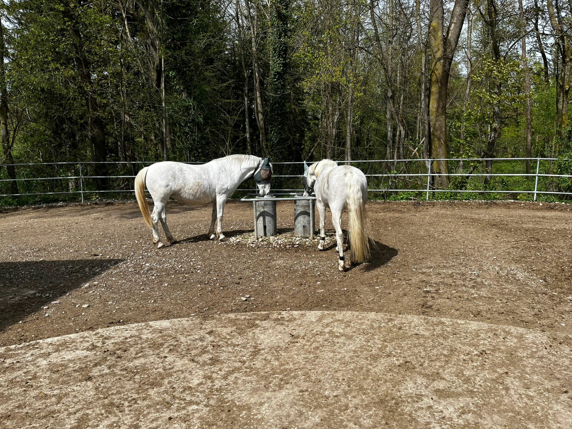 WhatsApp Image 2024 04 17 at 14.08.56 1 Österreichischer Tierschutzverein