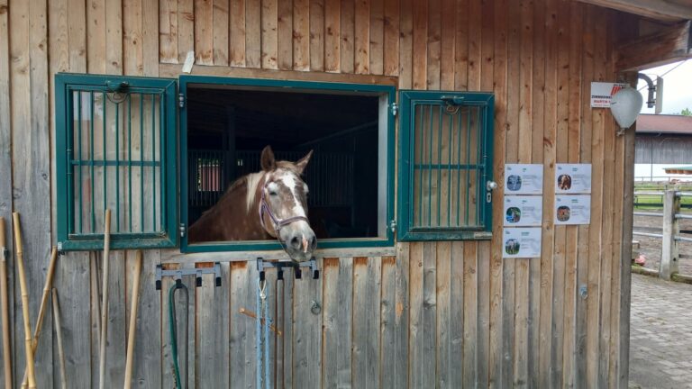 Norika Paula im Oldies Stall