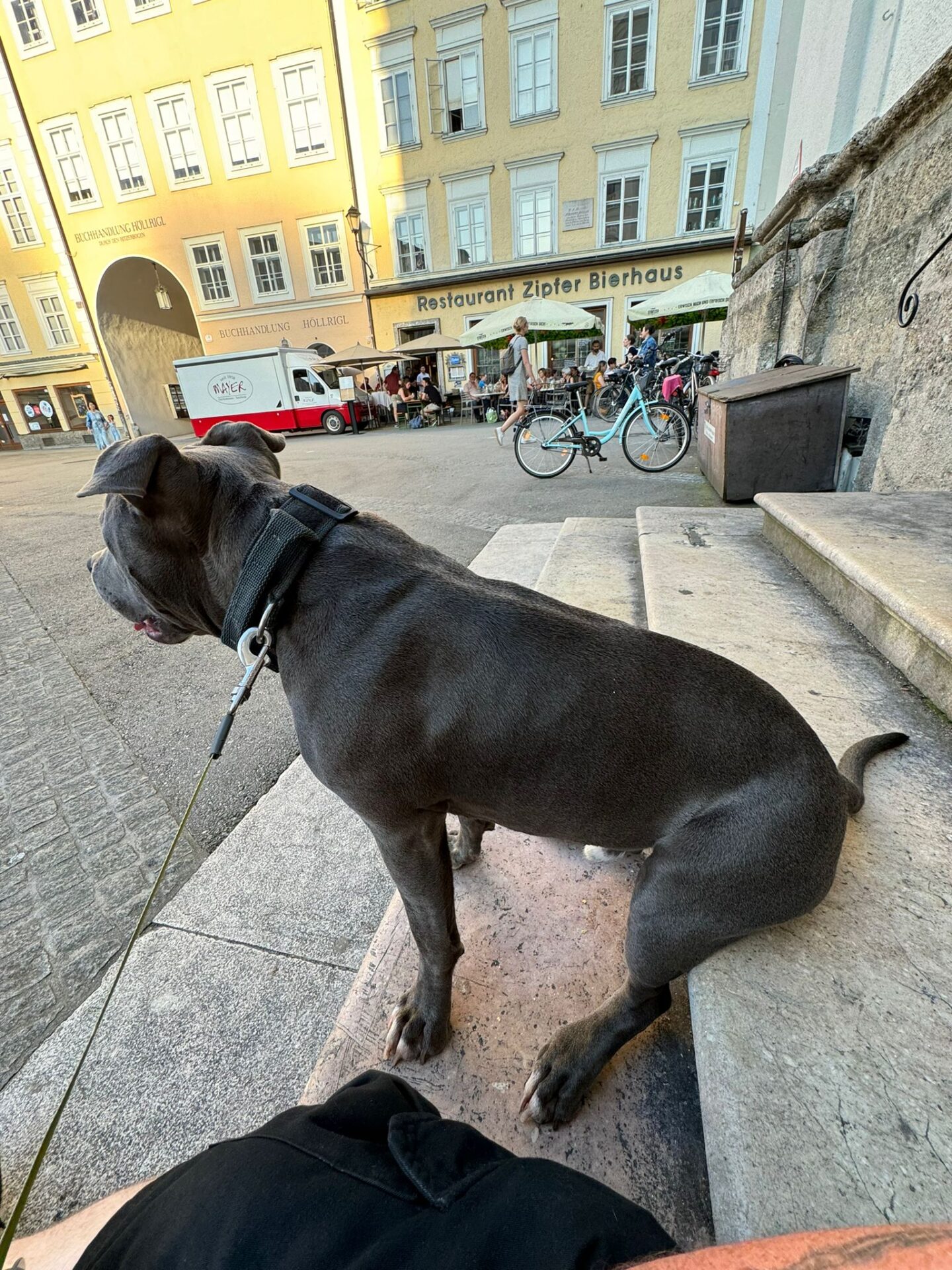 Österreichischer Tierschutzverein-Happy Ends: Tobi