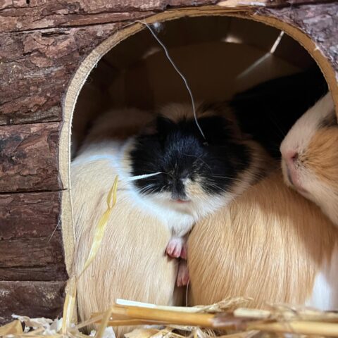 Meerschweinchenbande © Österreichischer Tierschutzverein