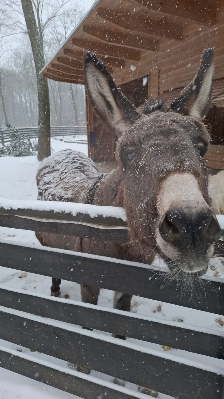 Österreichischer Tierschutzverein-Spendenkampagne-Winternotfallfond