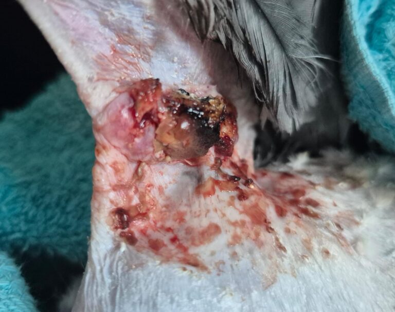 Österreichischer Tierschutzverein- Spendenkampagne: Graupapagei Guggi