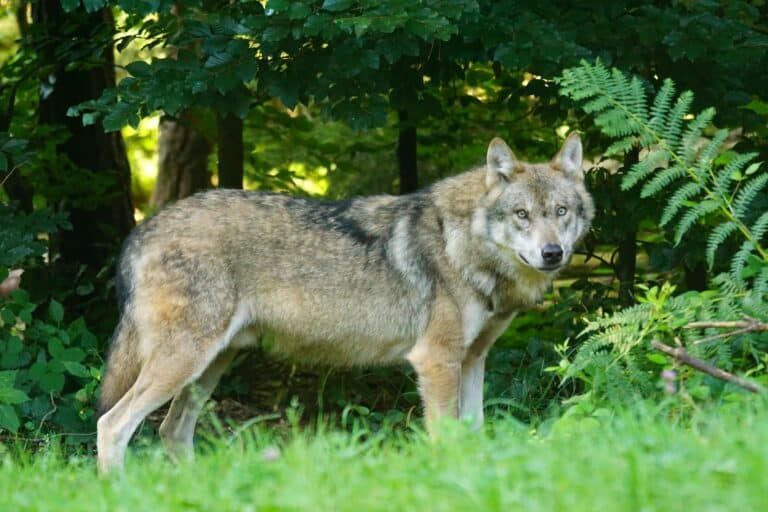 Wolf am Waldrand © pexels