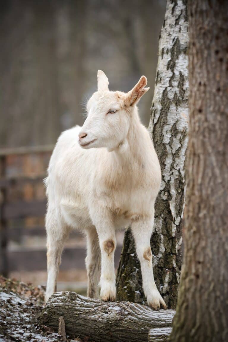Ziege Hanni © Österreichischer Tierschutzverein