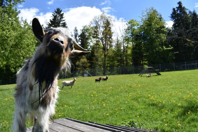 Österreichischer Tierschutzverein-Firmen: Unterstütze den Österreichischen Tierschutzverein
