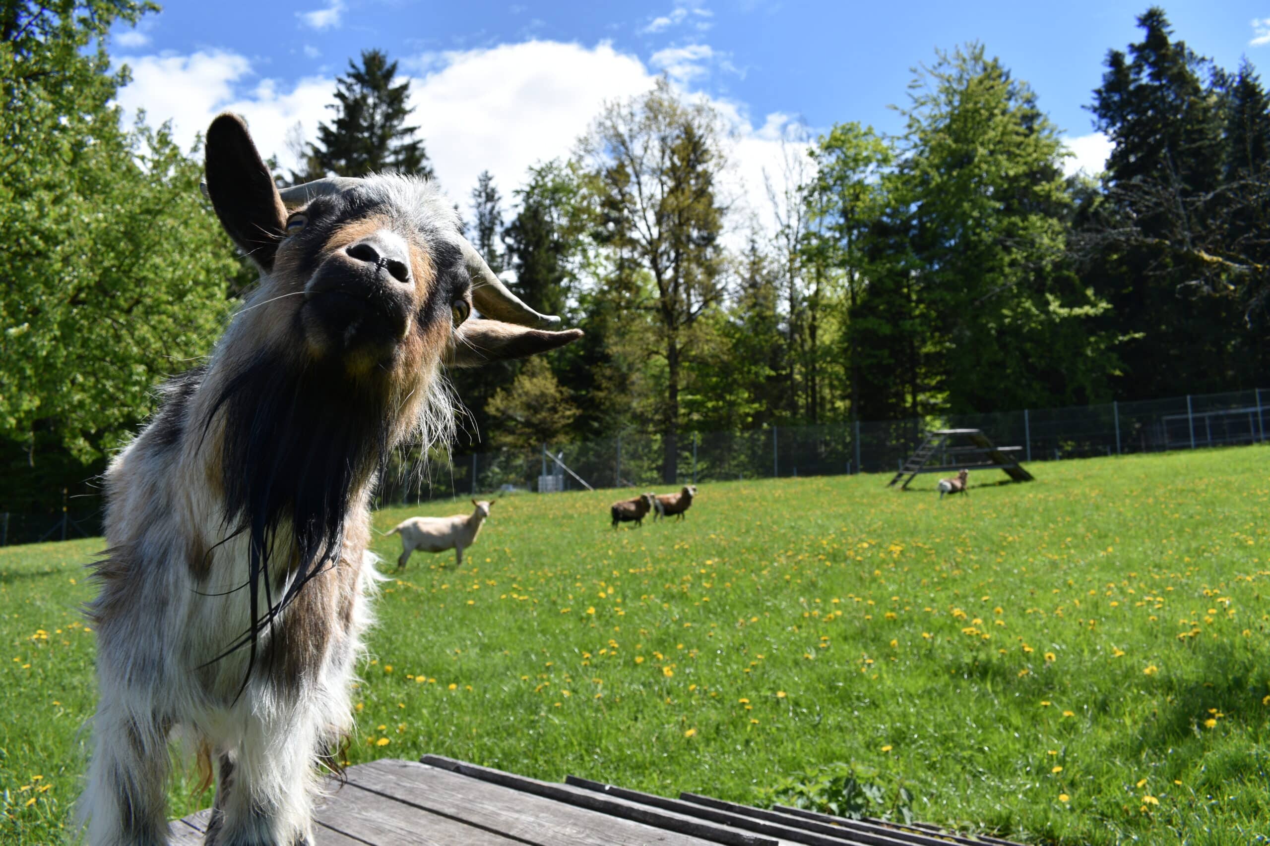 Österreichischer Tierschutzverein-Firmen: Unterstütze den Österreichischen Tierschutzverein