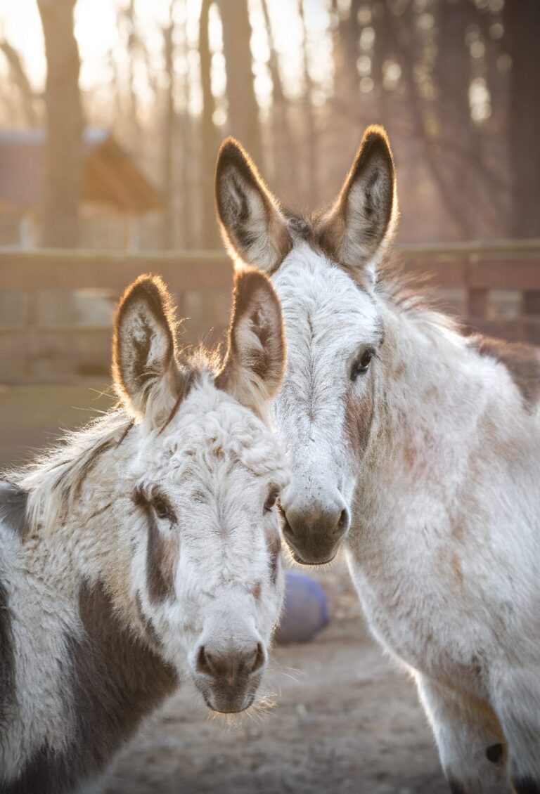 Zwergesel-Sokrates-und-Aristoteles-© Österreichischer Tierschutzverein