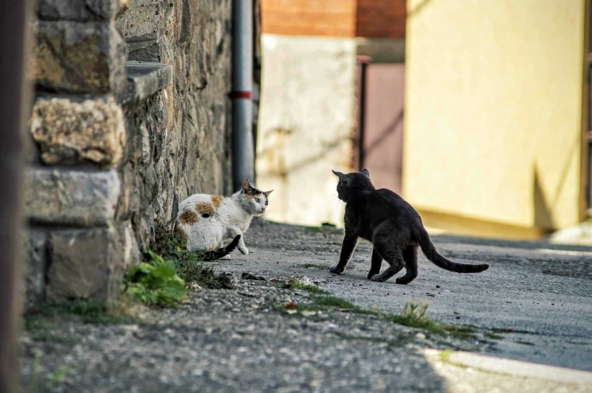 aleksandar popovski K1TPUd19X68 unsplash 1 Österreichischer Tierschutzverein