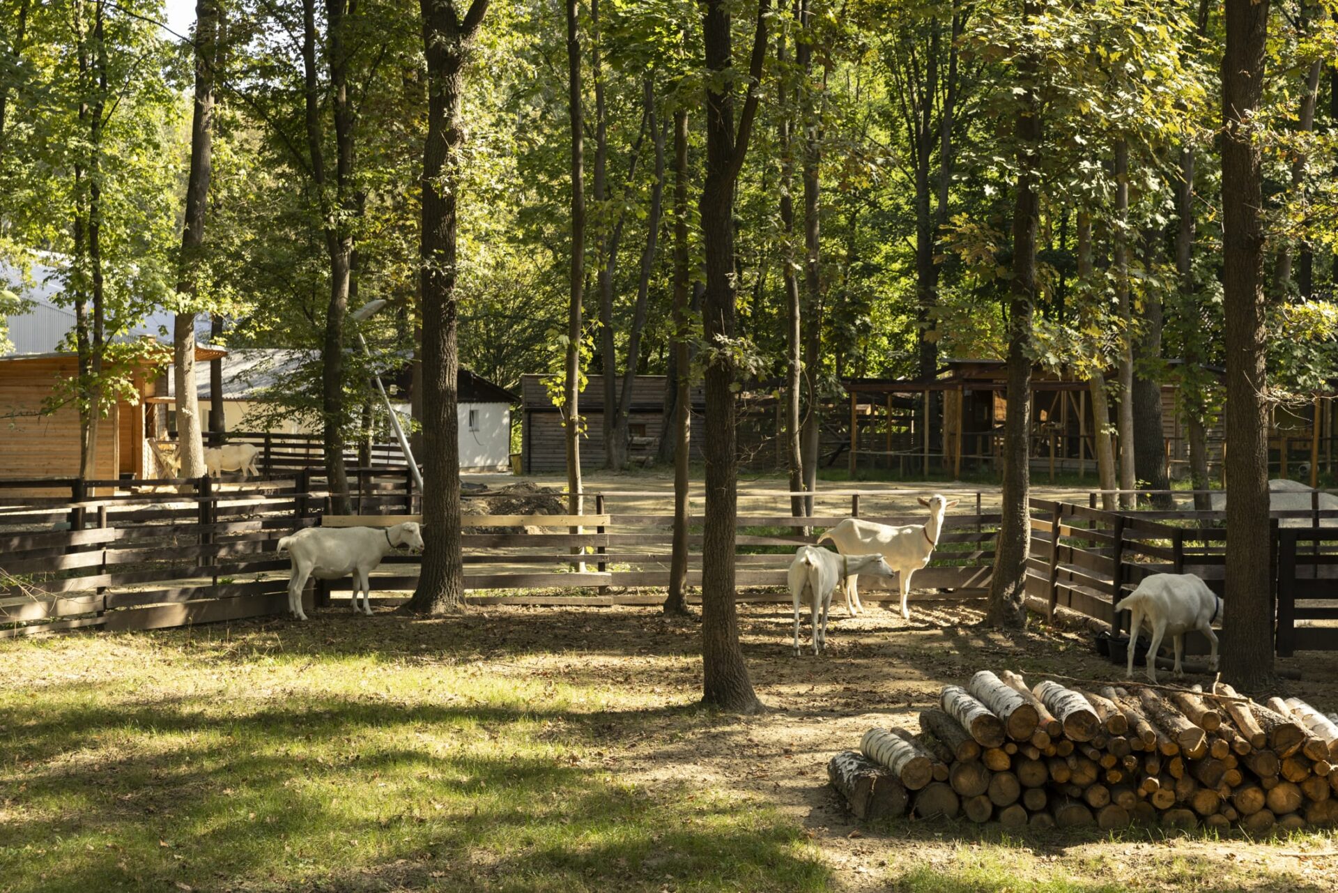 Österreichischer Tierschutzverein - Jobs: Wir suchen Verstärkung