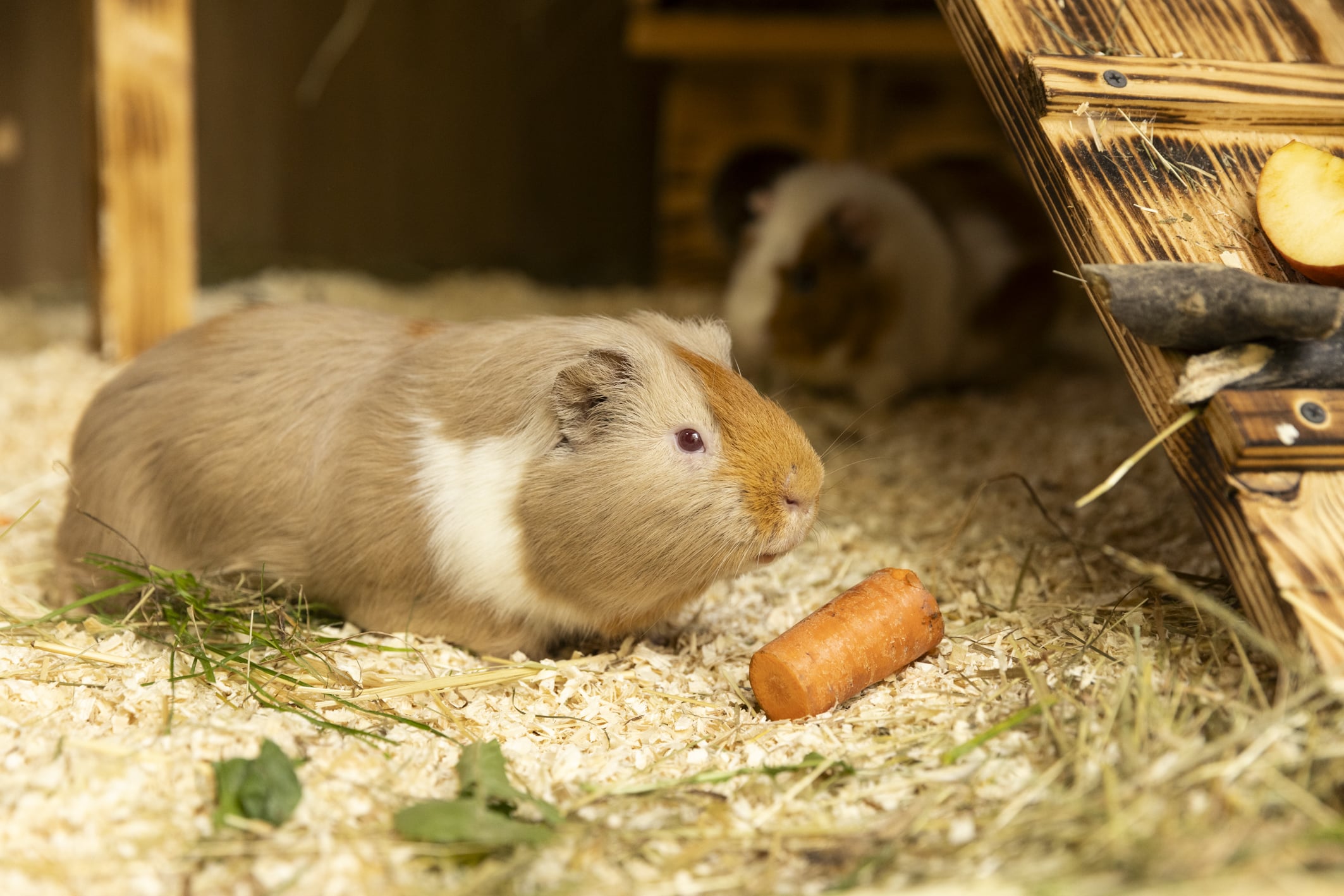 Österreichischer Tierschutzverein-Firmen: Kleintiere mit deiner Firmenspende unterstützen