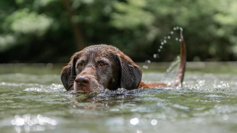 Österreichischer Tierschutzverein - Tierschutzwissen: Wasservergiftung beim Hund: Versteckte Gefahr im Sommer.