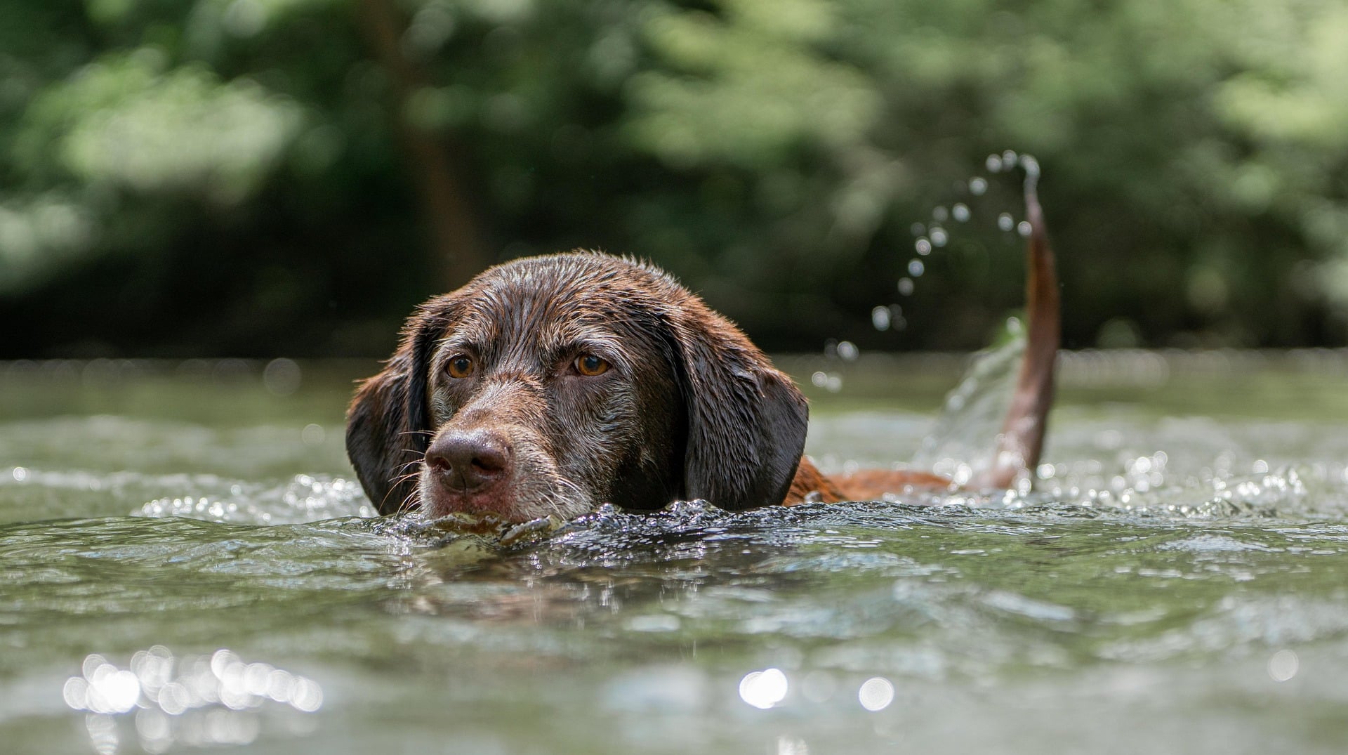 Österreichischer Tierschutzverein - Tierschutzwissen: Wasservergiftung beim Hund: Versteckte Gefahr im Sommer.