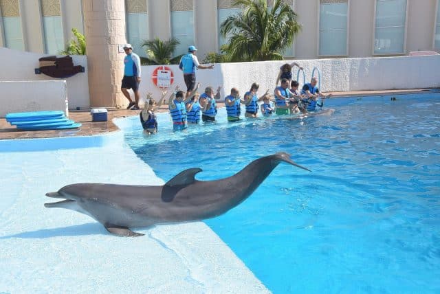 dolphin 1282922 1920 640x428 1 Österreichischer Tierschutzverein