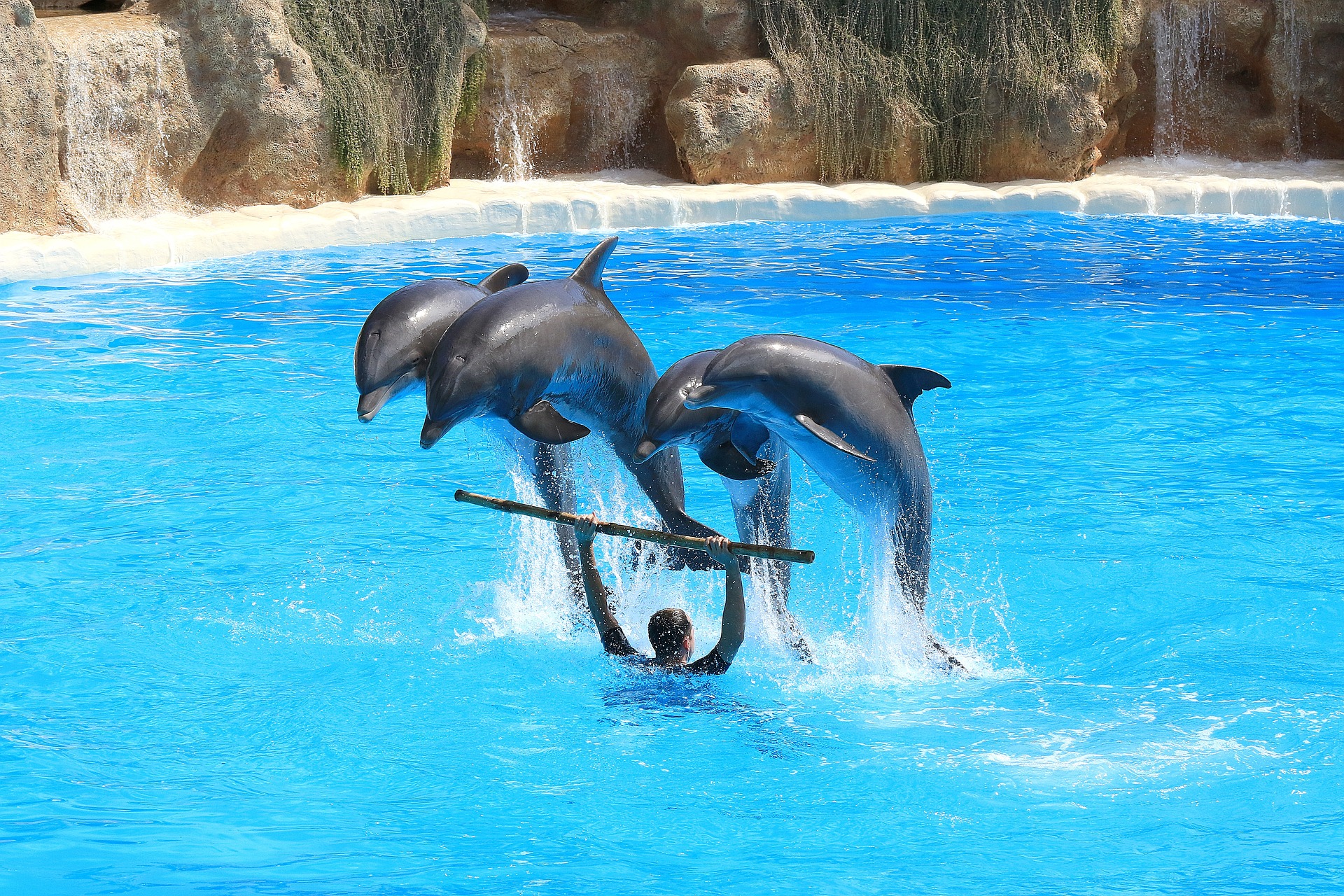 Österreichischer Tierschutzverein - Tierschutzwissen: Delfinarien - Stilles Leiden in Gefangenschaft