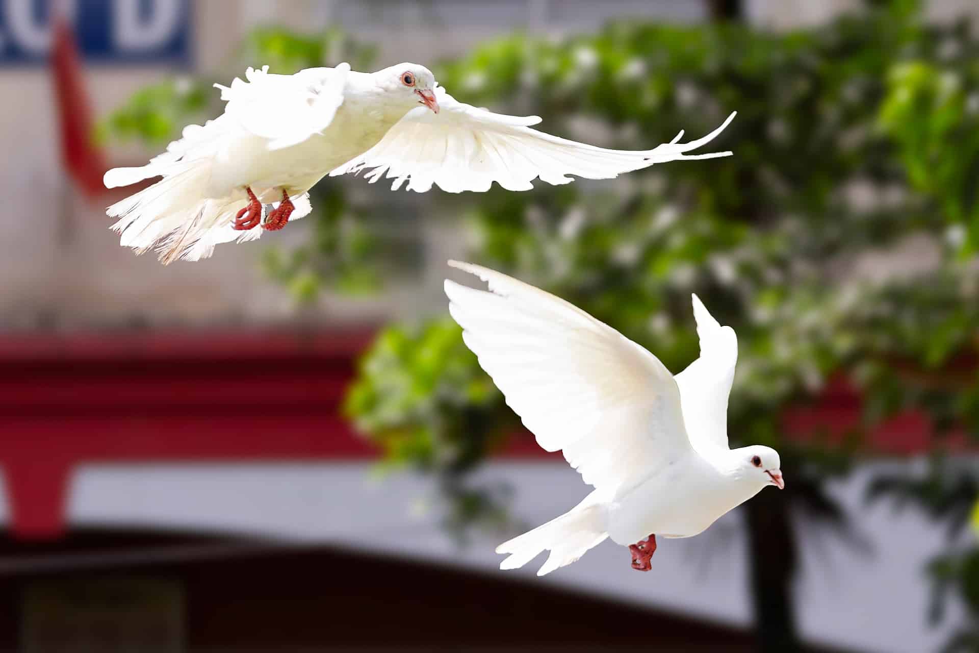 Österreichischer Tierschutzverein-Tierschutzwissen: Hochzeitstauben-gequälte Friedenszeichen