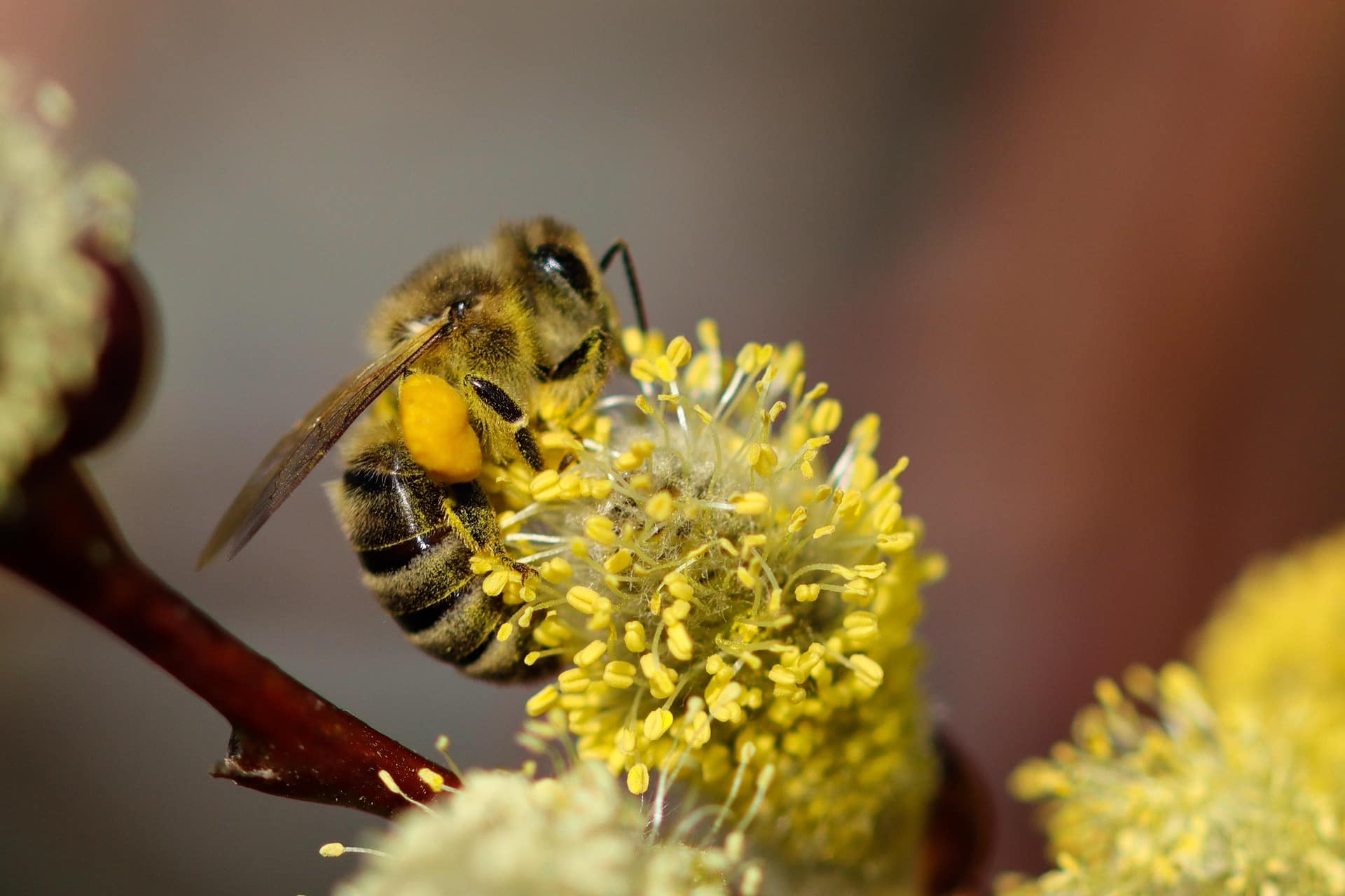 garten gg bee 7103114 1920 Österreichischer Tierschutzverein