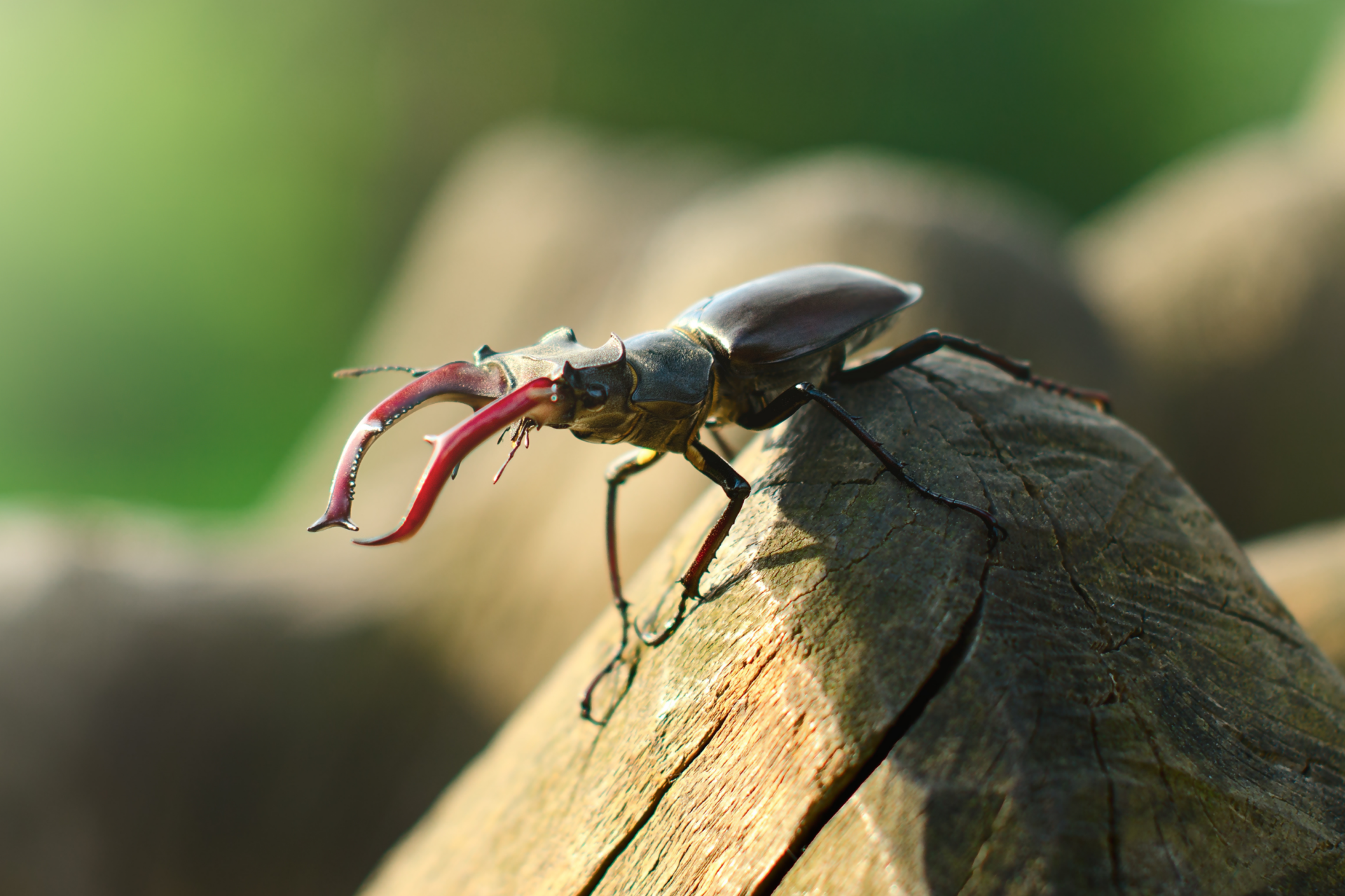 Hirschkäfer © Canva