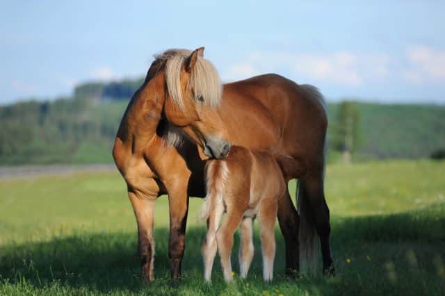 horse 1268801 1920 640x426 1 Österreichischer Tierschutzverein