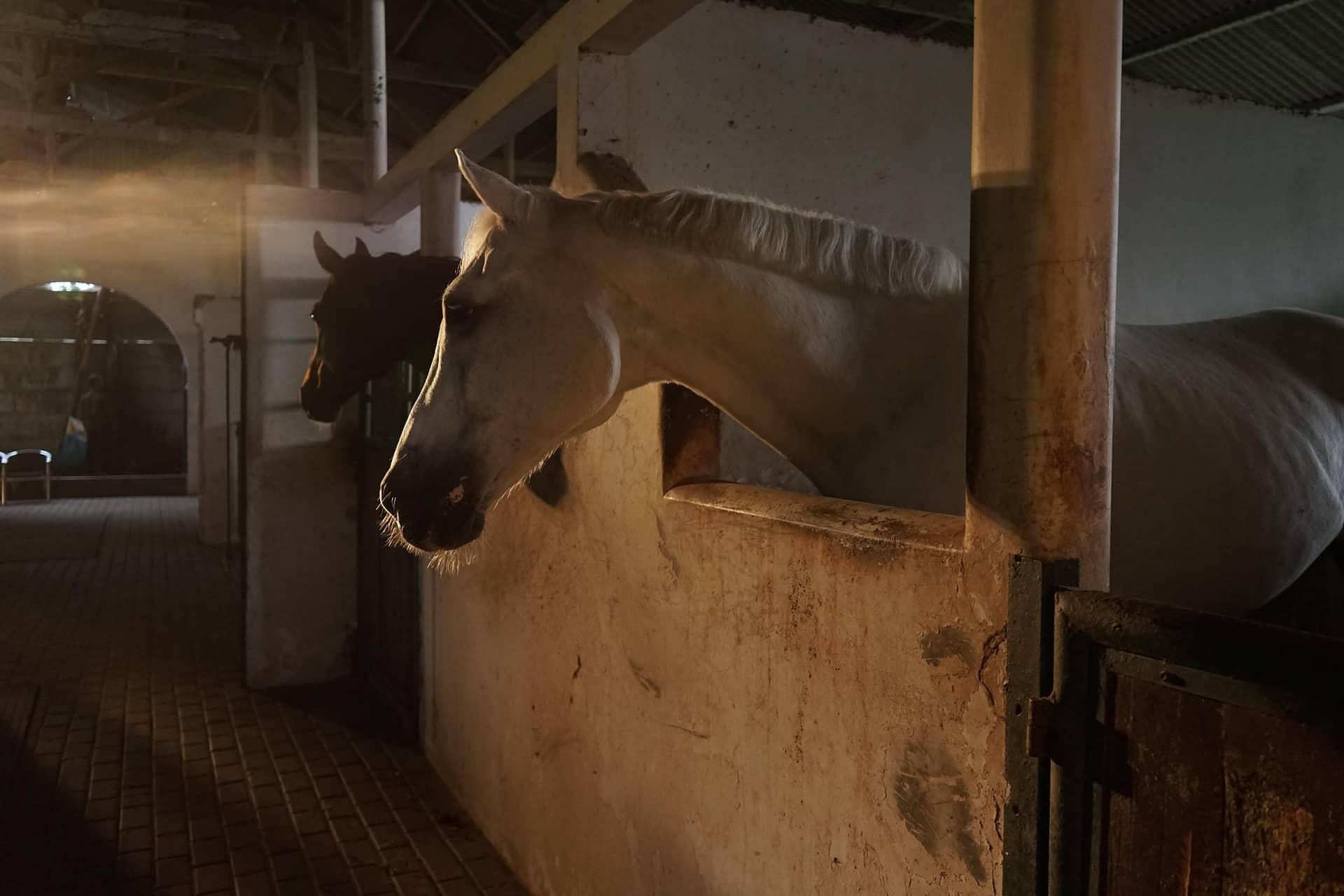 horses 8026521 1920 Österreichischer Tierschutzverein