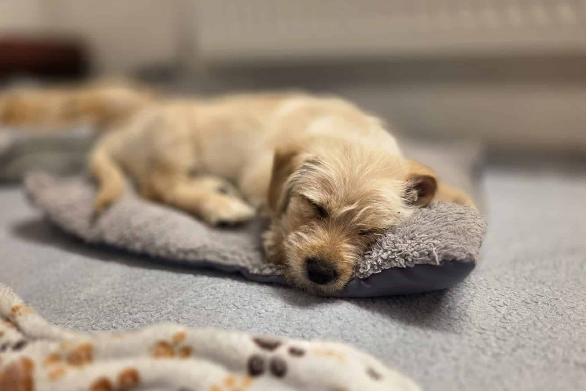 hund3 Österreichischer Tierschutzverein