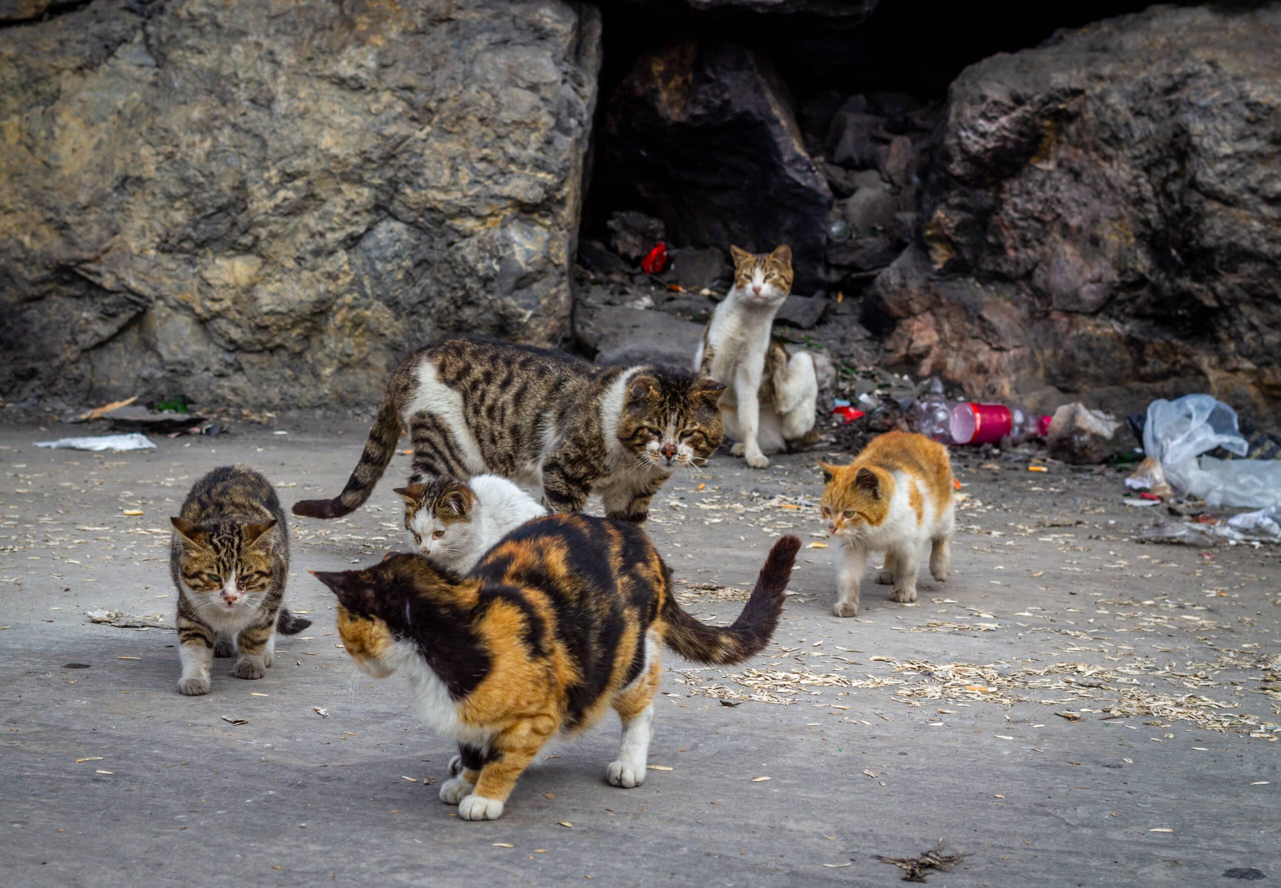 Österreichischer Tierschutzverein-Tierschutzwissen: Das Leid der Streunerkatzen