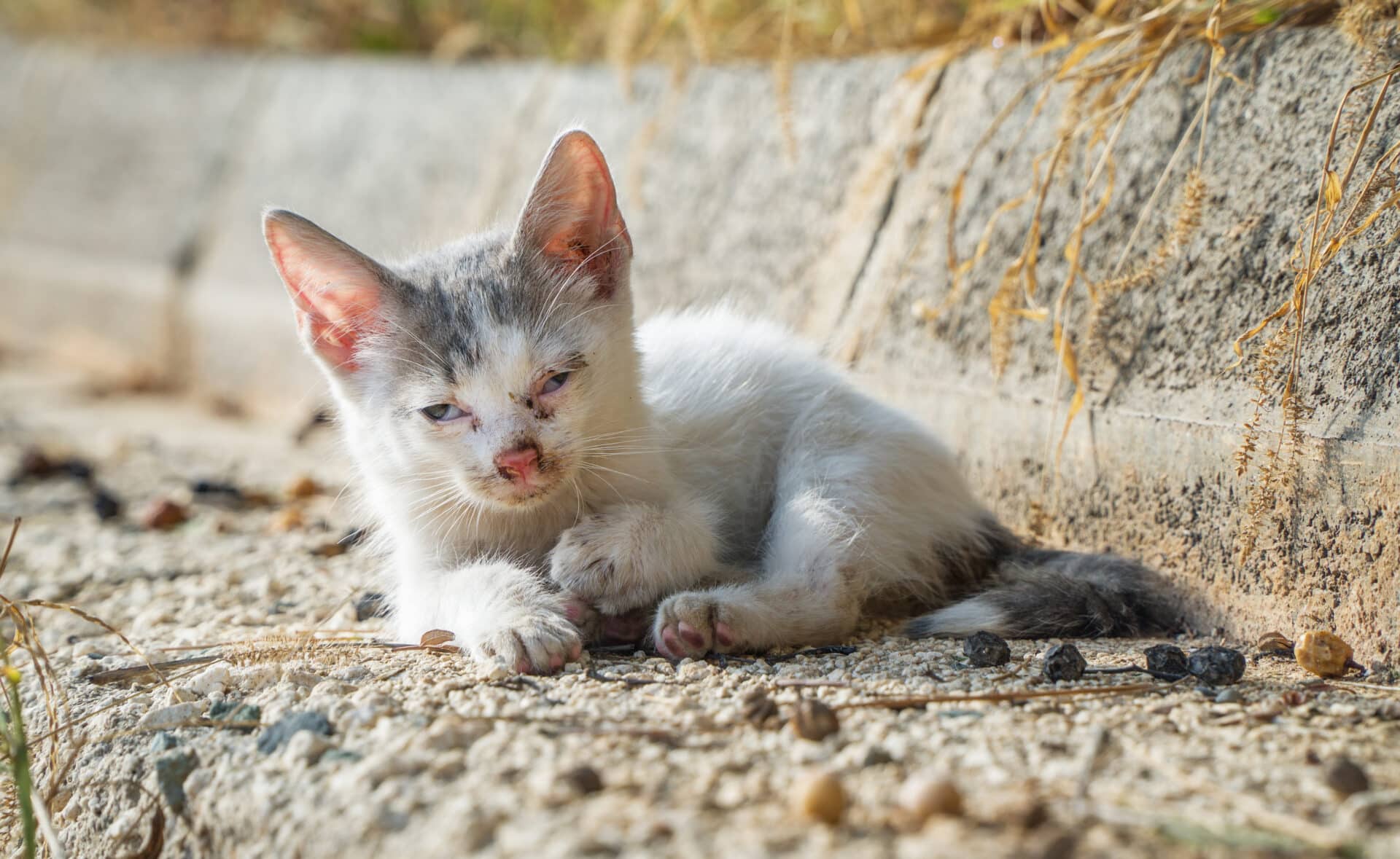 iStock 1209253936 1 Österreichischer Tierschutzverein