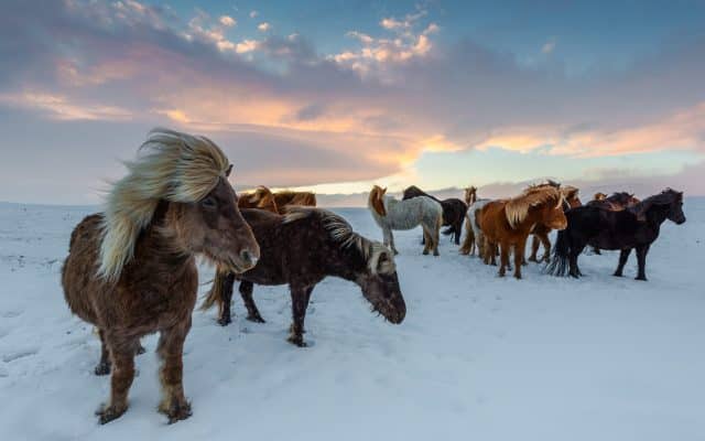 iceland horses 4649468 1920 640x400 1 Österreichischer Tierschutzverein