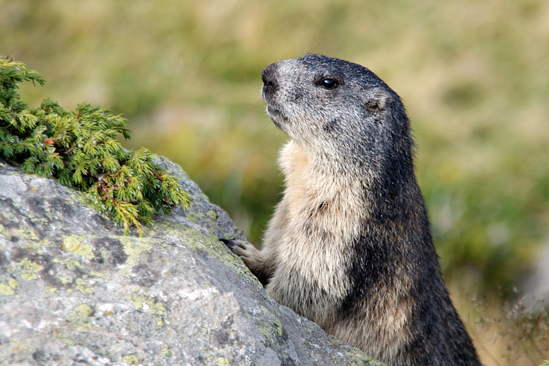 marmots 1755114 1920 Österreichischer Tierschutzverein