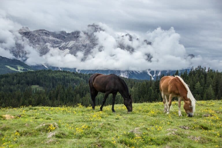 Österreichischer Tierschutzverein-Tierschutzwissen: Richtiges Anweiden - So bleibt dein Pferd gesund!