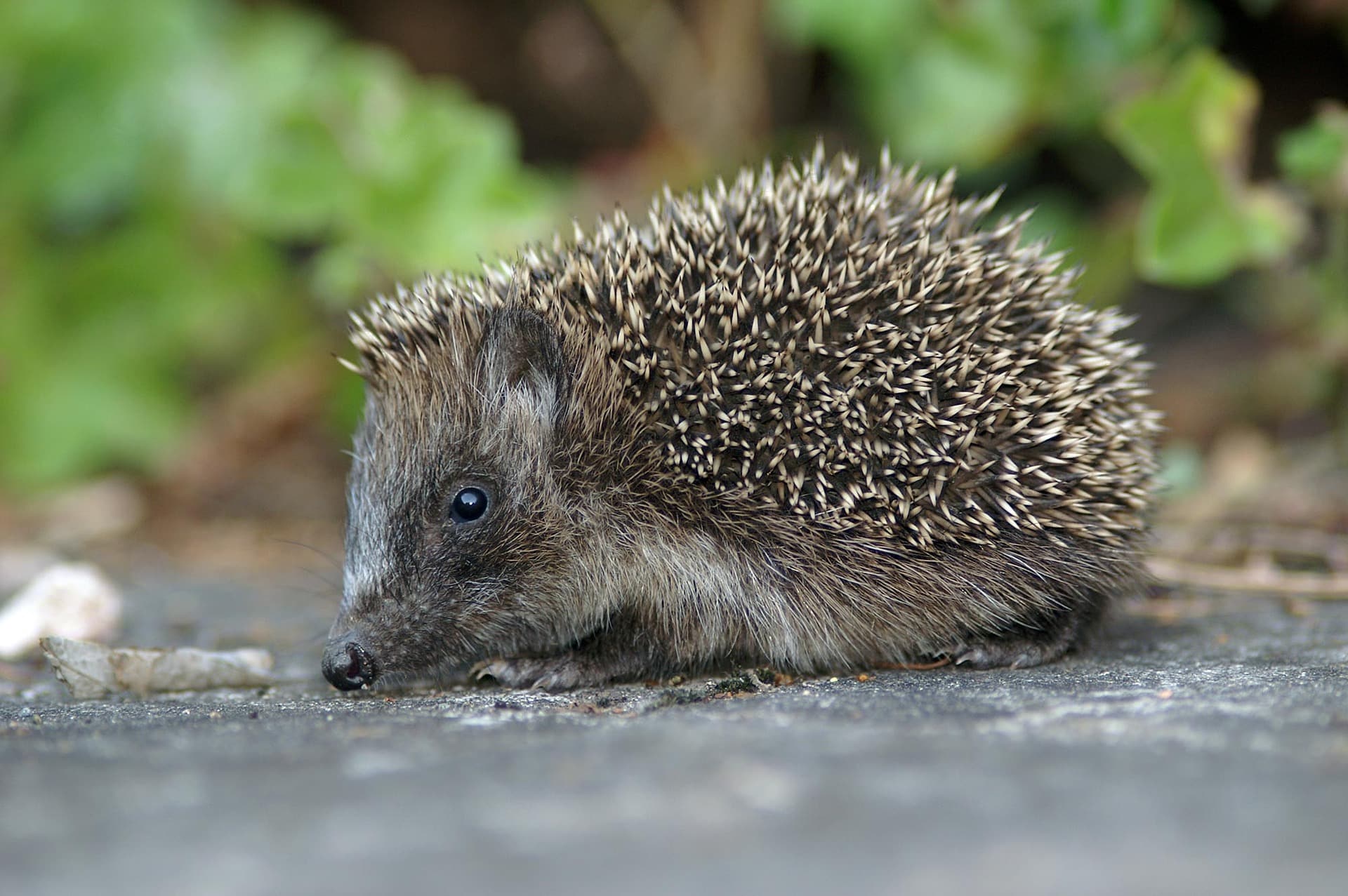 nature 3219401 1920 Österreichischer Tierschutzverein