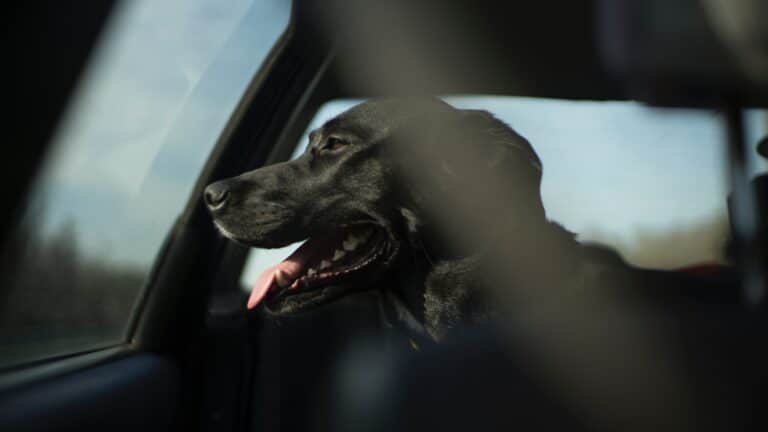 Österreichischer Tierschutzverein - Tierschutzwissen: Hitzefalle Auto: Lebensgefahr für Hunde im Sommer.