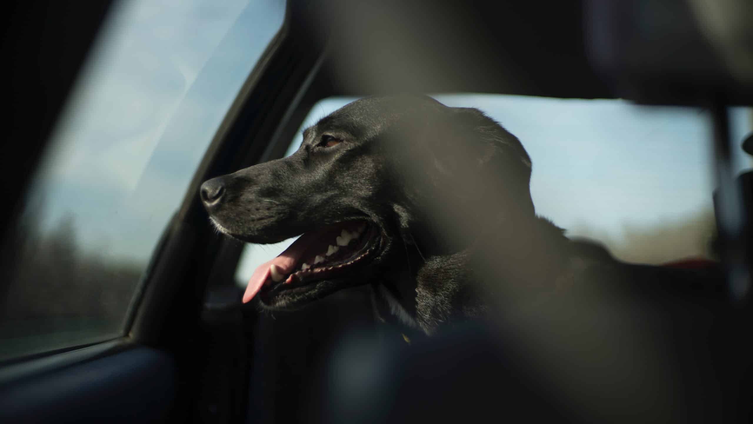 Österreichischer Tierschutzverein - Tierschutzwissen: Hitzefalle Auto: Lebensgefahr für Hunde im Sommer.