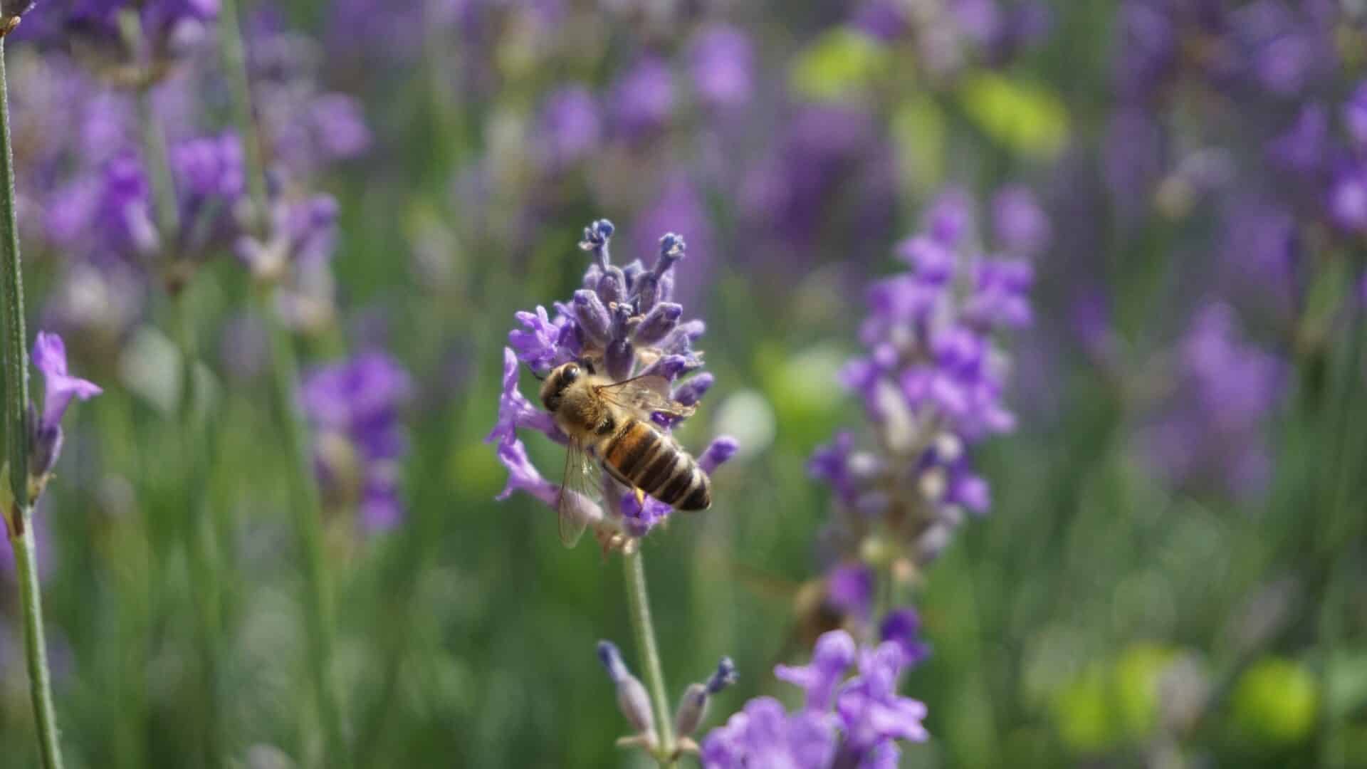 pascalwicht bee 5324762 1 Österreichischer Tierschutzverein
