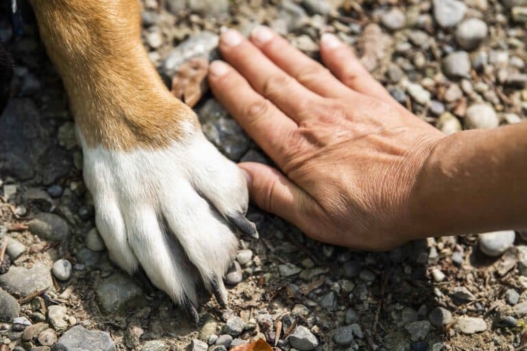 Österreichischer Tierschutzverein-Events: Tellington TTouch Antistress und Wellness für Hunde