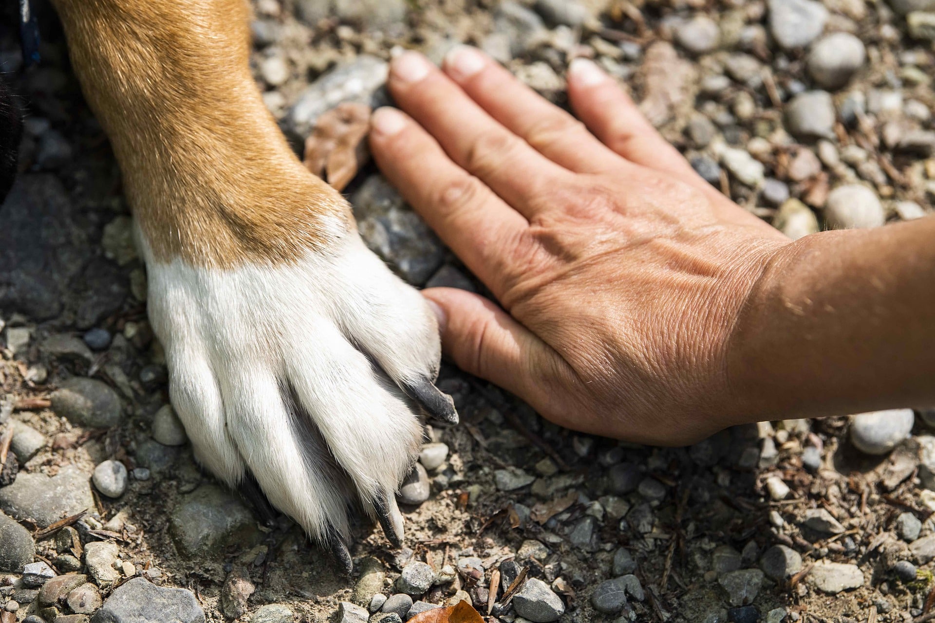 Österreichischer Tierschutzverein-Events: Tellington TTouch Antistress und Wellness für Hunde