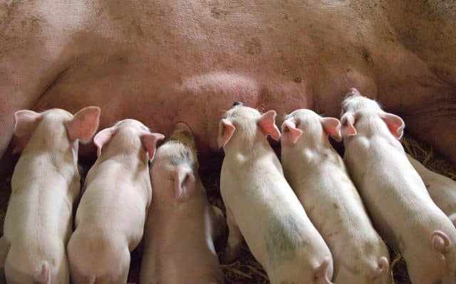 piglet 1639589 1920 640x399 1 Österreichischer Tierschutzverein