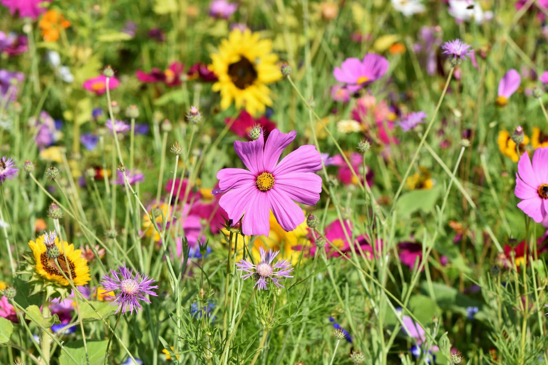 ralphs fotos flower meadow 3598561 Österreichischer Tierschutzverein