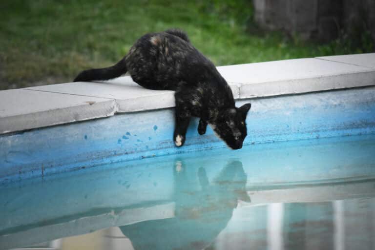 Österreichischer Tierschutzverein-Tierschutzwissen: Tödliche Gefahr Swimming Pool