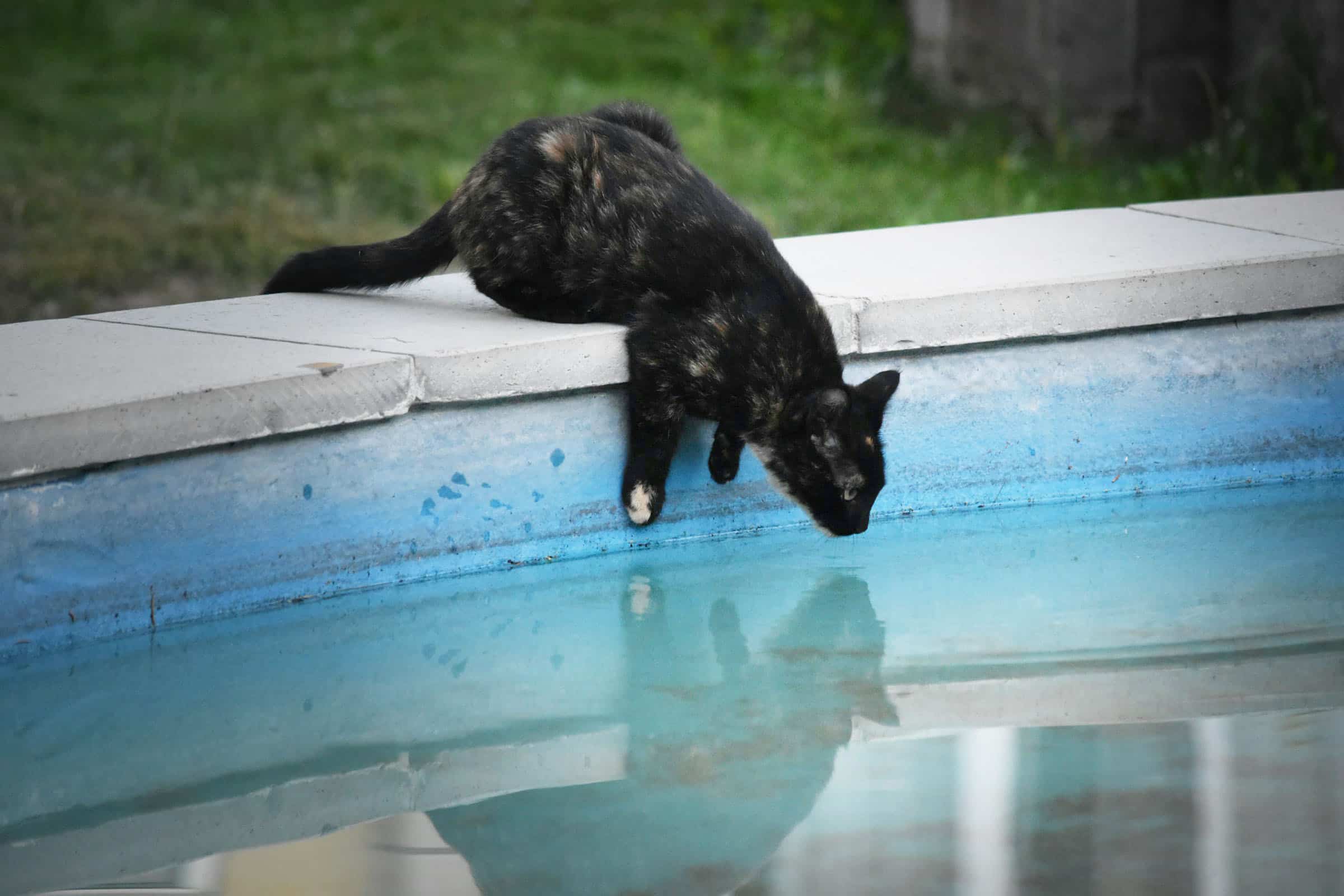 Österreichischer Tierschutzverein-Tierschutzwissen: Tödliche Gefahr Swimming Pool