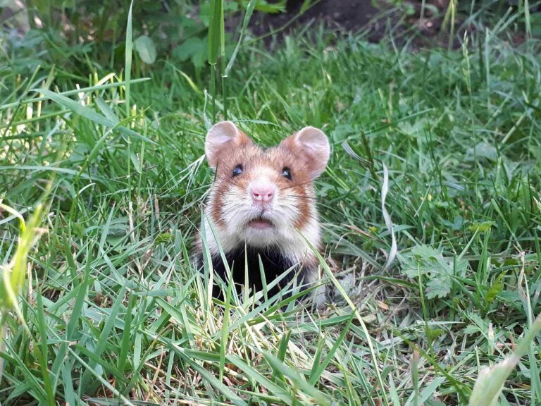 Österreichischer Tierschutzverein-Tierschutzwissen: Feldhamster