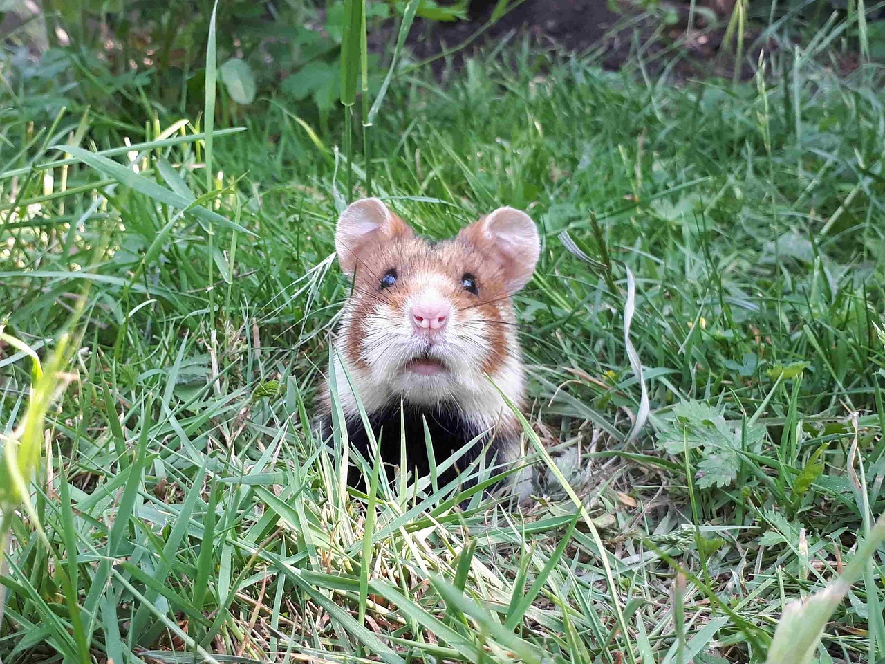 Österreichischer Tierschutzverein-Tierschutzwissen: Feldhamster