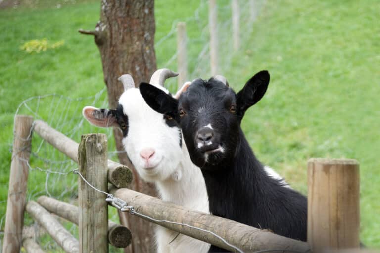 Österreichischer Tierschutzverein - Assisi Hof Frankenburg: Hier werden gerettete Tiere untersucht, verarztet und aufgepäppelt.