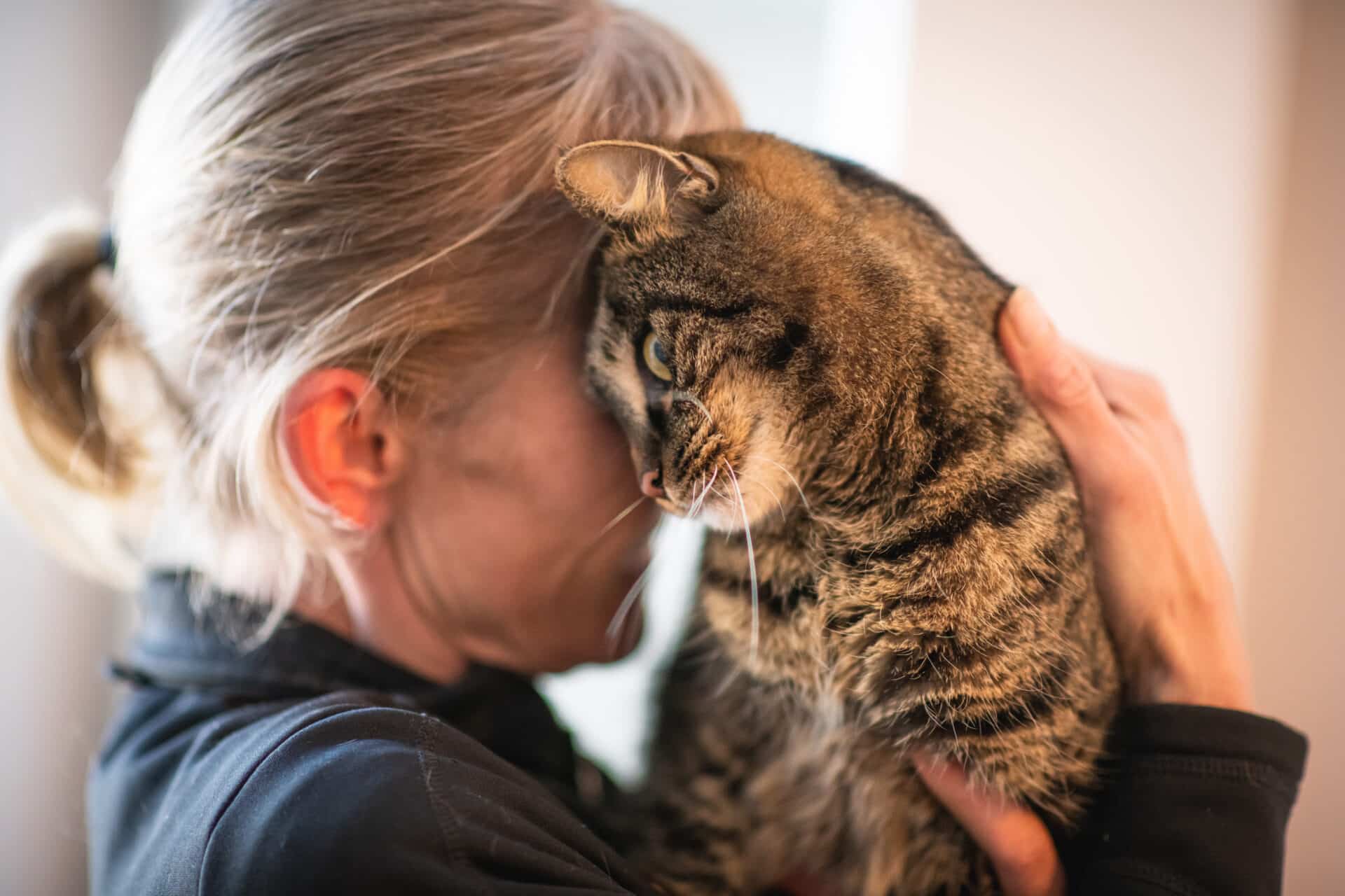 Österreichischer Tierschutzverein - Assisi Hof Frankenburg: Eine wichtige Anlaufstelle für heimatlose Katzen.