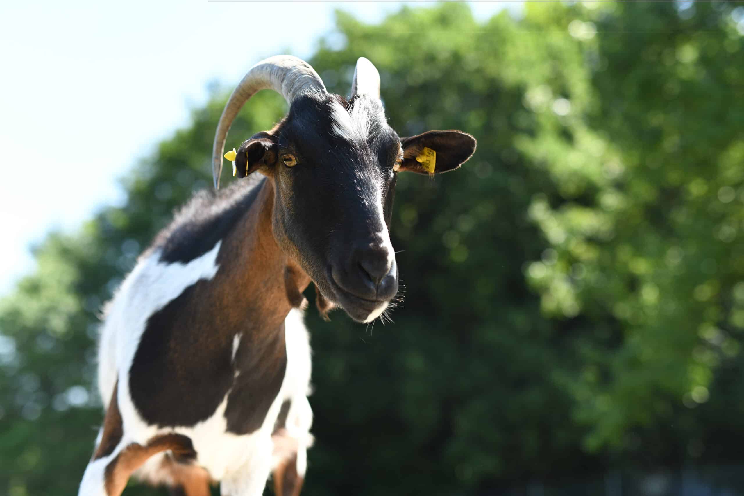 Österreichischer Tierschutzverein - Assisi Hof Frankenburg: Hier leben unsere Schützlinge in artgerechter Gruppenhaltung.