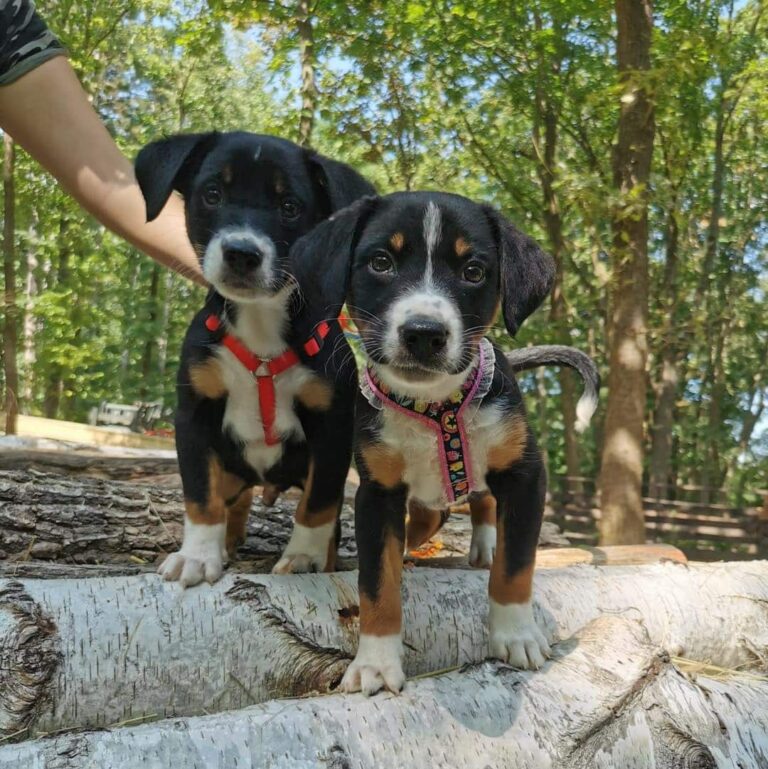 Österreichischer Tierschutzverein - Assisi-Hof Stockerau: Hunde Sam und Nici in Stockerau.