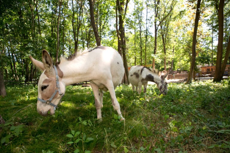 Österreichischer Tierschutzverein - Assisi-Hof Stockerau: Tiere in der Natur.